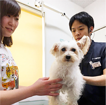 獣医師による診察|メディカルトリミング