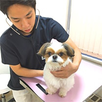 獣医師による診察|メディカルトリミング